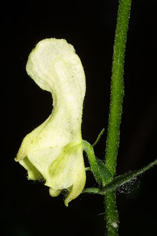 Aconitum vulparia